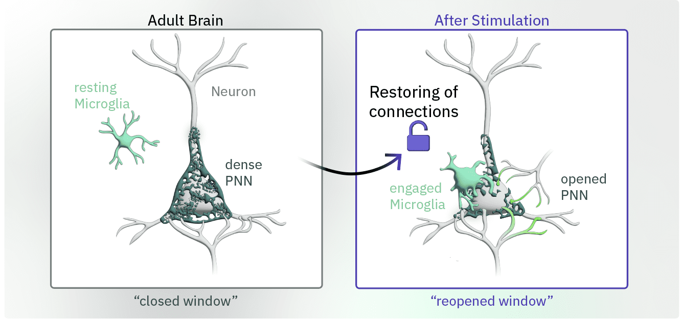 Reopening the Brain’s Window of Plasticity